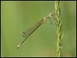 J18_0756 Lestes barbarus