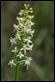 J18_0758 Lesser Butterfly Orchid