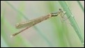 J18_0858 Lestes barbarus