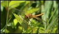 _18C4480 Sympetrum flaveolum