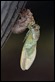 J18_1085 Freshly emerged Cicada