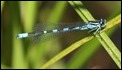 J18_1165 Coenagrion hastulatum male