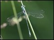 J18_1248 Lestes dryas male