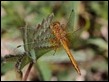 J18_1283 Sympetrum flaveolum imm male