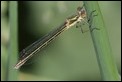 J18_1393 Lestes dryas female