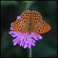 J18_1403 Silver-washed Fritillary