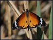 J18_2123 Danaus chrysippus