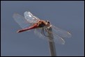 J18_2129 Sympetrum fonscolombii