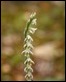 Autumn Ladies Tresses