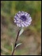 JC180071 Globularia alypum