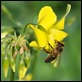 JC180078 Bermuda Buttercup Bee
