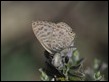 JC190075 Lang's Short-tailed Blue