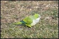 Monk Parakeet