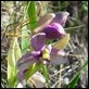 Ophrys