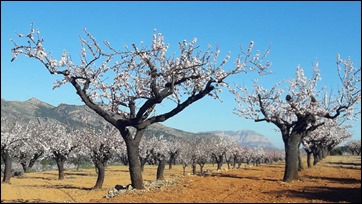 Almond Orchard