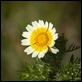 Chrysanthemum coronarium discolor