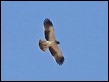 J19_2350 Booted Eagle