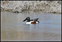 J19_2362 Northern Shoveler