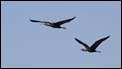 J19_2374 Glossy Ibis