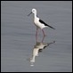 J19_2391 Black-winged Stilt