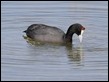 J19_2404 Red-knobbed Coot