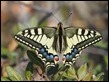 JC190113 Papilio machaon