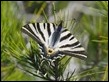 JC190162 Iphiclides feisthamelii