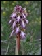 JC190226 Himantoglossum robertianum
