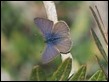 Lang's Short-tailed Blue