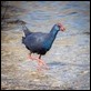 Purple Swamp-hen