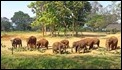 Elephant Transit Home