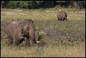 J18_2979 Elephants feeding
