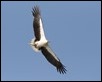 J18_3246 White-bellied Sea Eagle