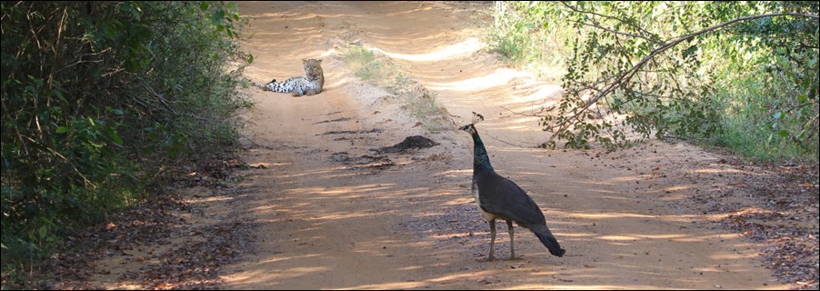 J18_3327 Leopard and Peahen