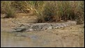 J18_3351 Mugger crocodile