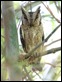 J18_3390 Scops Owl
