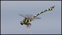 J18_3418 Ictinogomphus rapax