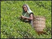 J18_3803 Tea Picking