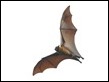 J18_4213 Fruit bat in flight