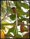 J18_4330 Paradise Flycatcher