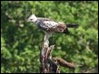 J18_4394 Changeable Hawk-eagle