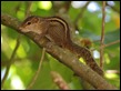 J18_4558 Indian Palm Squirrel