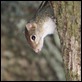 J18_4560 Indian Palm Squirrel