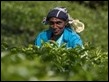 Tea Picker unposed-4267