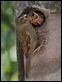 J19_0326 Sparrow feeding chicks