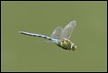 J19_0369 Anax imperator