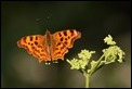 J19_0704 Comma posing