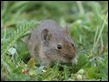 J19_0742 Field Vole (we think)