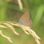 False_Ilex_Hairstreak_1.jpg