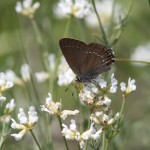 Ilex_Hairstreak_1.jpg